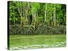 Mangrove Tour, Langkawi Island, Malaysia, Southeast Asia, Asia-Nico Tondini-Stretched Canvas