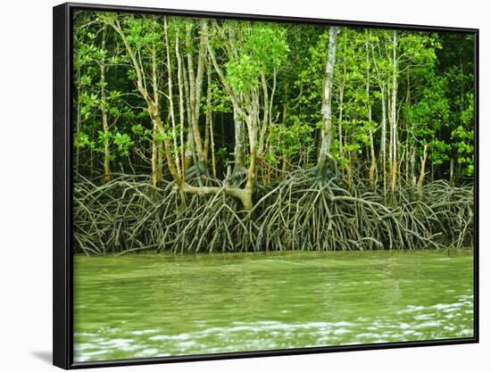 Mangrove Tour, Langkawi Island, Malaysia, Southeast Asia, Asia-Nico Tondini-Framed Photographic Print