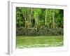 Mangrove Tour, Langkawi Island, Malaysia, Southeast Asia, Asia-Nico Tondini-Framed Photographic Print