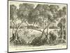 Mangrove-null-Mounted Giclee Print