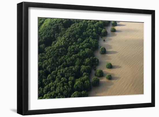 Mangroves. Georgetown Area, Guyana-Pete Oxford-Framed Photographic Print