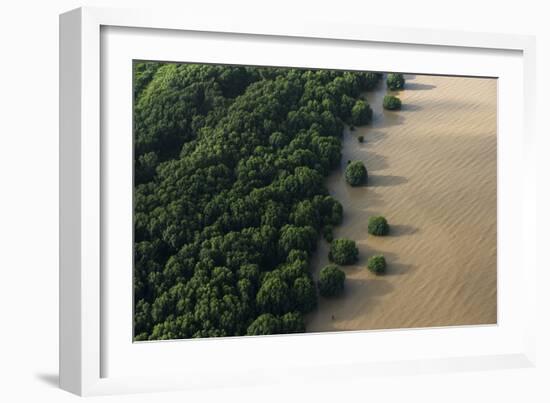 Mangroves. Georgetown Area, Guyana-Pete Oxford-Framed Photographic Print