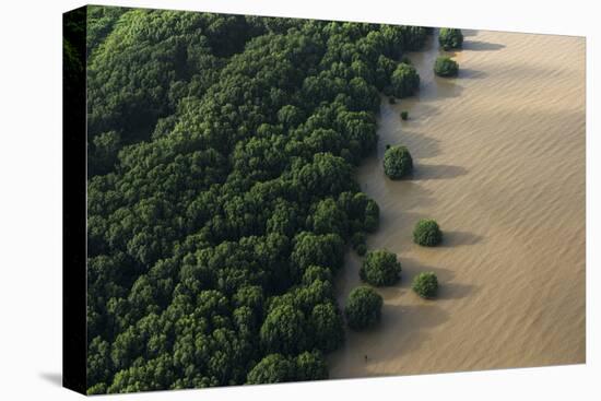 Mangroves. Georgetown Area, Guyana-Pete Oxford-Stretched Canvas