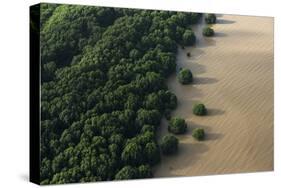 Mangroves. Georgetown Area, Guyana-Pete Oxford-Stretched Canvas