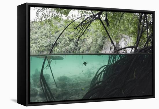 Mangroves Trees above and Underwater-Reinhard Dirscherl-Framed Stretched Canvas