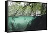 Mangroves Trees above and Underwater-Reinhard Dirscherl-Framed Stretched Canvas