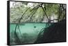 Mangroves Trees above and Underwater-Reinhard Dirscherl-Framed Stretched Canvas