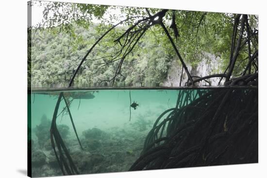 Mangroves Trees above and Underwater-Reinhard Dirscherl-Stretched Canvas