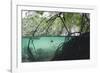 Mangroves Trees above and Underwater-Reinhard Dirscherl-Framed Photographic Print