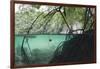 Mangroves Trees above and Underwater-Reinhard Dirscherl-Framed Photographic Print