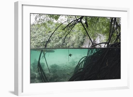 Mangroves Trees above and Underwater-Reinhard Dirscherl-Framed Photographic Print