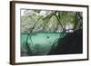 Mangroves Trees above and Underwater-Reinhard Dirscherl-Framed Photographic Print