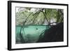 Mangroves Trees above and Underwater-Reinhard Dirscherl-Framed Photographic Print