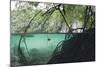 Mangroves Trees above and Underwater-Reinhard Dirscherl-Mounted Photographic Print