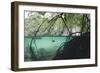 Mangroves Trees above and Underwater-Reinhard Dirscherl-Framed Photographic Print