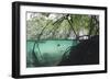 Mangroves Trees above and Underwater-Reinhard Dirscherl-Framed Photographic Print