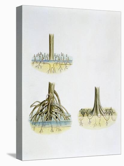 Mangroves with Roots Pneumatophores Sonneratia, Brugulera and Rhizophora-null-Stretched Canvas