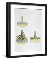 Mangroves with Roots Pneumatophores Sonneratia, Brugulera and Rhizophora-null-Framed Giclee Print