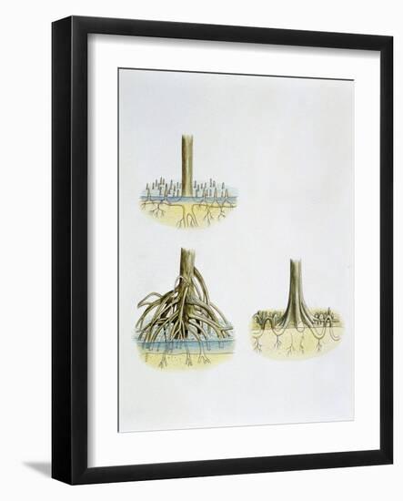 Mangroves with Roots Pneumatophores Sonneratia, Brugulera and Rhizophora-null-Framed Giclee Print
