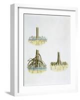 Mangroves with Roots Pneumatophores Sonneratia, Brugulera and Rhizophora-null-Framed Giclee Print