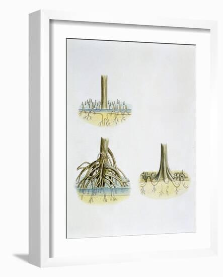 Mangroves with Roots Pneumatophores Sonneratia, Brugulera and Rhizophora-null-Framed Giclee Print