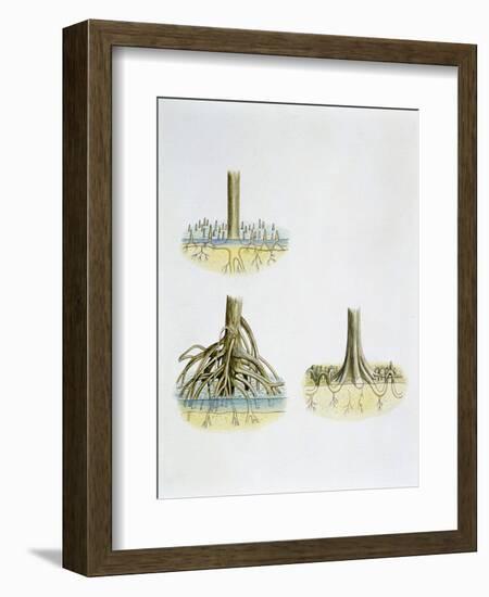 Mangroves with Roots Pneumatophores Sonneratia, Brugulera and Rhizophora-null-Framed Giclee Print