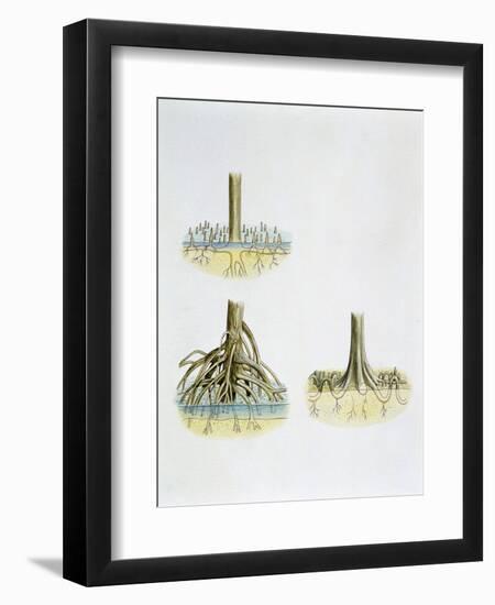 Mangroves with Roots Pneumatophores Sonneratia, Brugulera and Rhizophora-null-Framed Giclee Print