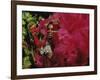 Mangulera Samba Dancer, Rio Carnaval Rio de Janiero, Brazil-null-Framed Photographic Print