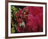 Mangulera Samba Dancer, Rio Carnaval Rio de Janiero, Brazil-null-Framed Photographic Print