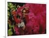 Mangulera Samba Dancer, Rio Carnaval Rio de Janiero, Brazil-null-Framed Photographic Print