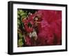 Mangulera Samba Dancer, Rio Carnaval Rio de Janiero, Brazil-null-Framed Photographic Print