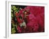 Mangulera Samba Dancer, Rio Carnaval Rio de Janiero, Brazil-null-Framed Photographic Print