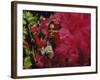 Mangulera Samba Dancer, Rio Carnaval Rio de Janiero, Brazil-null-Framed Photographic Print