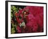 Mangulera Samba Dancer, Rio Carnaval Rio de Janiero, Brazil-null-Framed Photographic Print