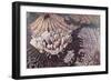 Manhattan, 1994-Charlotte Johnson Wahl-Framed Giclee Print