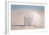 Manhattan Beach, California - Sand Dollar and Beach-Lantern Press-Framed Art Print