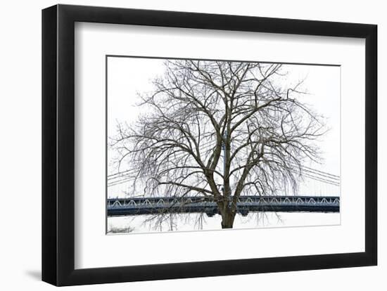 Manhattan Bridge Span with Tree-Erin Clark-Framed Giclee Print