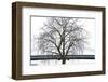 Manhattan Bridge Span with Tree-Erin Clark-Framed Giclee Print