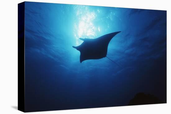 Mania Ray, Manta Alfredi, Island of Yap, Micronesia-Stuart Westmorland-Stretched Canvas