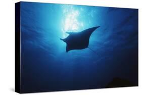 Mania Ray, Manta Alfredi, Island of Yap, Micronesia-Stuart Westmorland-Stretched Canvas