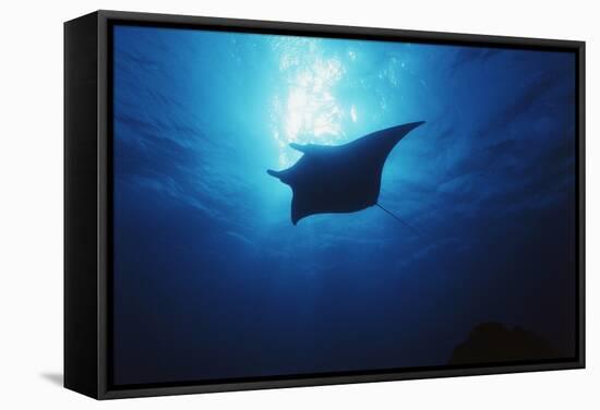 Mania Ray, Manta Alfredi, Island of Yap, Micronesia-Stuart Westmorland-Framed Stretched Canvas