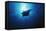 Mania Ray, Manta Alfredi, Island of Yap, Micronesia-Stuart Westmorland-Framed Stretched Canvas