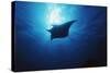 Mania Ray, Manta Alfredi, Island of Yap, Micronesia-Stuart Westmorland-Stretched Canvas