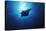 Mania Ray, Manta Alfredi, Island of Yap, Micronesia-Stuart Westmorland-Stretched Canvas