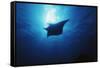 Mania Ray, Manta Alfredi, Island of Yap, Micronesia-Stuart Westmorland-Framed Stretched Canvas