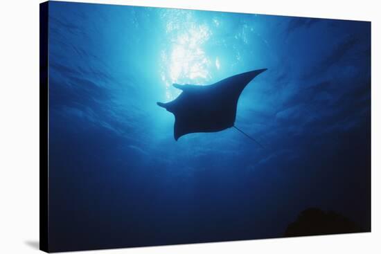 Mania Ray, Manta Alfredi, Island of Yap, Micronesia-Stuart Westmorland-Stretched Canvas