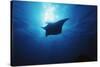 Mania Ray, Manta Alfredi, Island of Yap, Micronesia-Stuart Westmorland-Stretched Canvas