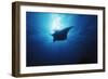 Mania Ray, Manta Alfredi, Island of Yap, Micronesia-Stuart Westmorland-Framed Photographic Print