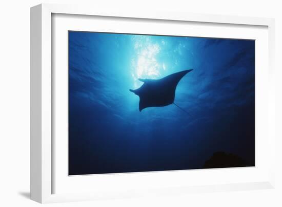 Mania Ray, Manta Alfredi, Island of Yap, Micronesia-Stuart Westmorland-Framed Photographic Print