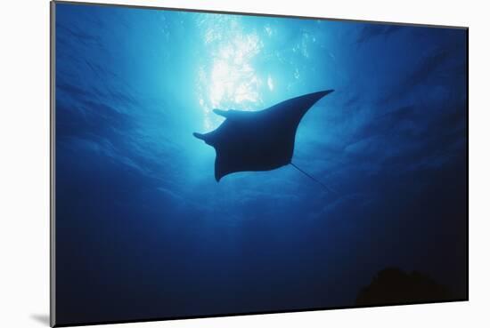 Mania Ray, Manta Alfredi, Island of Yap, Micronesia-Stuart Westmorland-Mounted Photographic Print